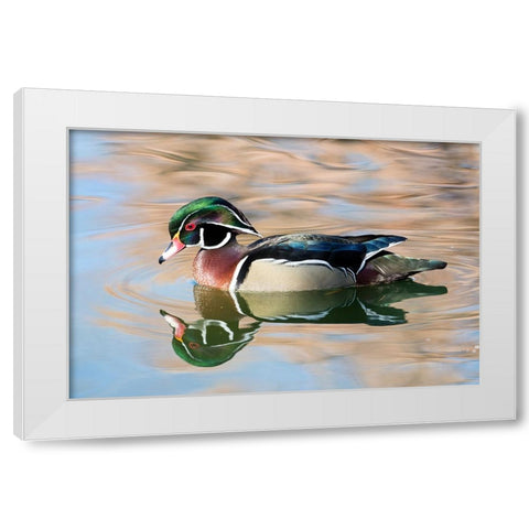 USA- New Mexico- Albuquerque. Male wood duck White Modern Wood Framed Art Print by Gulin, Darrell