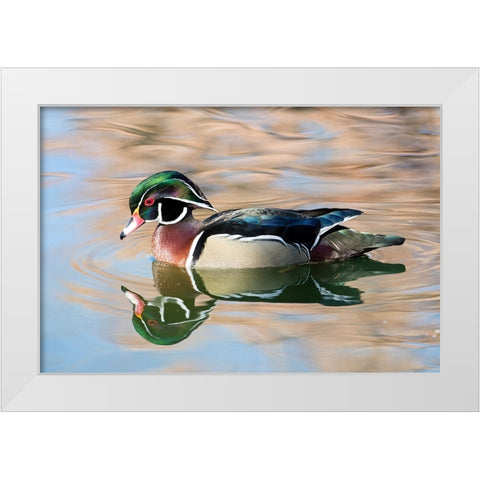 USA- New Mexico- Albuquerque. Male wood duck White Modern Wood Framed Art Print by Gulin, Darrell