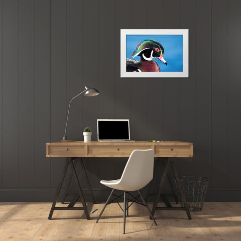 USA- New Mexico- Albuquerque. Male wood duck White Modern Wood Framed Art Print by Gulin, Darrell