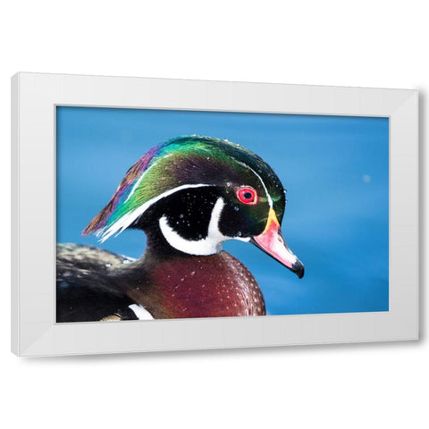 USA- New Mexico- Albuquerque. Male wood duck White Modern Wood Framed Art Print by Gulin, Darrell