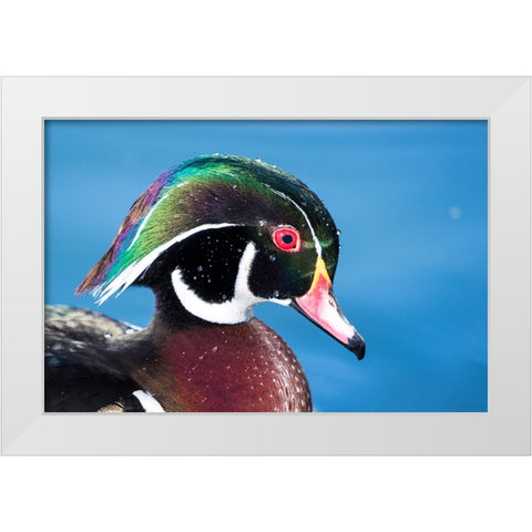 USA- New Mexico- Albuquerque. Male wood duck White Modern Wood Framed Art Print by Gulin, Darrell