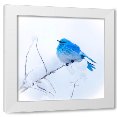 New Mexico. A portrait of a Mountain Bluebird on a branch in the snow. White Modern Wood Framed Art Print by Muir, Janet