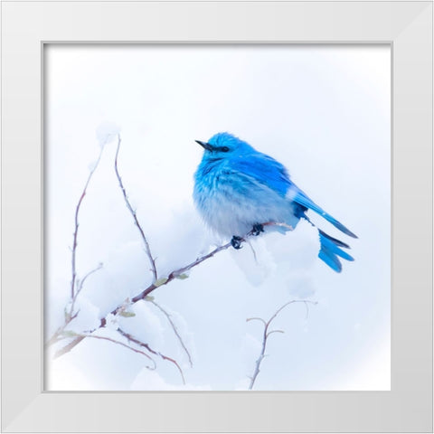 New Mexico. A portrait of a Mountain Bluebird on a branch in the snow. White Modern Wood Framed Art Print by Muir, Janet