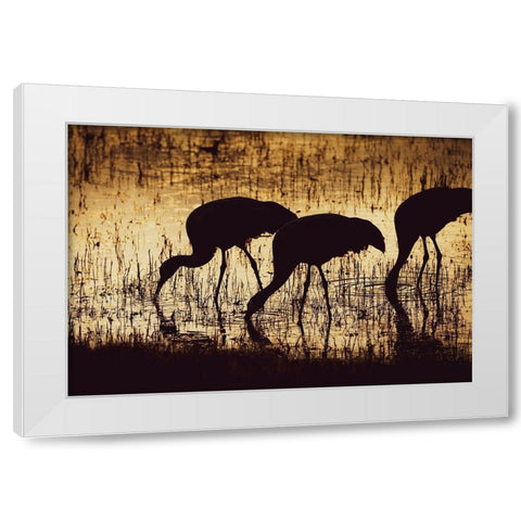 Sandhill crane silhouetted-Bosque del Apache National Wildlife Refuge-New Mexico White Modern Wood Framed Art Print by Pryor, Maresa