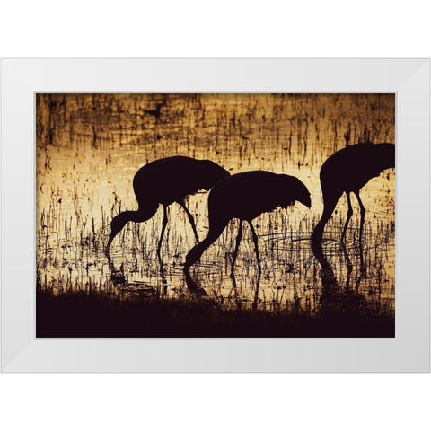 Sandhill crane silhouetted-Bosque del Apache National Wildlife Refuge-New Mexico White Modern Wood Framed Art Print by Pryor, Maresa