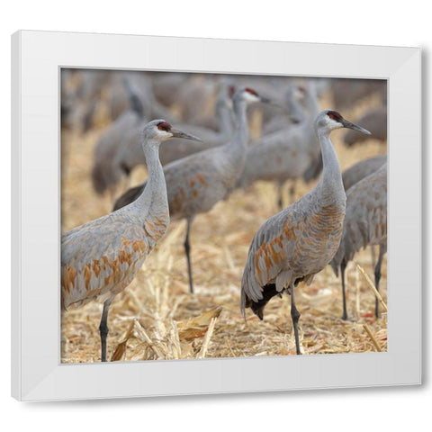 Sandhill Cranes gathered-in the corn fields of Bernardo Wildlife Area-New Mexico White Modern Wood Framed Art Print by Pryor, Maresa