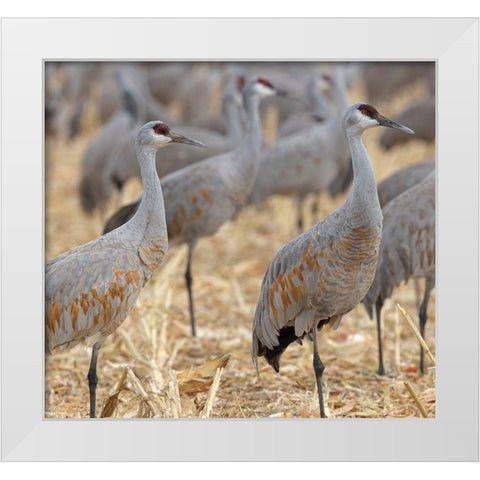 Sandhill Cranes gathered-in the corn fields of Bernardo Wildlife Area-New Mexico White Modern Wood Framed Art Print by Pryor, Maresa