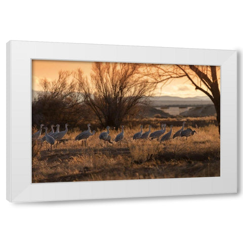 Sandhill cranes with SR 60 in background-Bernardo Wildlife Area-New Mexico White Modern Wood Framed Art Print by Pryor, Maresa