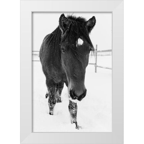 Dakotas first winter-Edgewood-New Mexico White Modern Wood Framed Art Print by Pryor, Maresa
