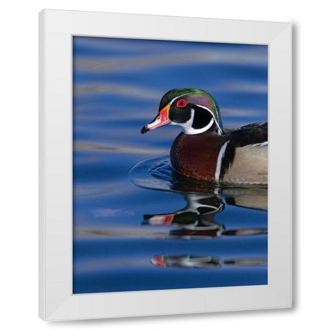 Wood duck drake in perfect coloration-New Mexico White Modern Wood Framed Art Print by Pryor, Maresa