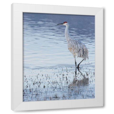 Sandhill crane-Bosque del Apache National Wildlife Refuge-New Mexico White Modern Wood Framed Art Print by Pryor, Maresa