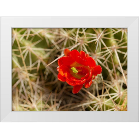 Claret-cup cactus just opening-Echinocereus coccineus-Albuquerque Golden Openspace trails-New Mexico White Modern Wood Framed Art Print by Pryor, Maresa