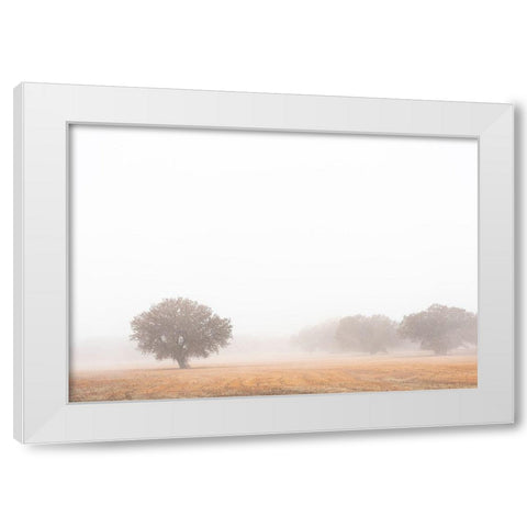 Tree in fog-Bosque del Apache National Wildlife Refuge-New Mexico White Modern Wood Framed Art Print by Pryor, Maresa