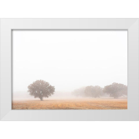 Tree in fog-Bosque del Apache National Wildlife Refuge-New Mexico White Modern Wood Framed Art Print by Pryor, Maresa