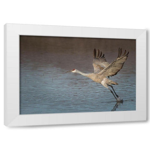 Sandhill crane in flight-grus canadensis-Bosque del Apache National Wildlife Refuge-New Mexico, White Modern Wood Framed Art Print by Pryor, Maresa