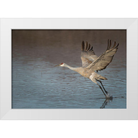 Sandhill crane in flight-grus canadensis-Bosque del Apache National Wildlife Refuge-New Mexico, White Modern Wood Framed Art Print by Pryor, Maresa