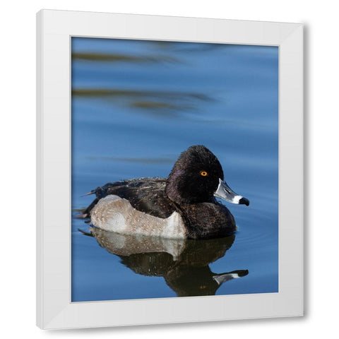 Ring-necked Duck-Aythya collaris-New Mexico White Modern Wood Framed Art Print by Pryor-Luzier, Maresa