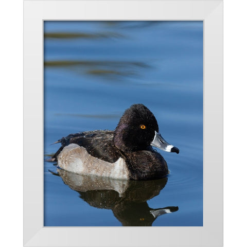 Ring-necked Duck-Aythya collaris-New Mexico White Modern Wood Framed Art Print by Pryor-Luzier, Maresa