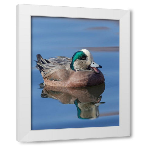 Male American Wigeon in freshwater pond-New Mexico White Modern Wood Framed Art Print by Pryor-Luzier, Maresa