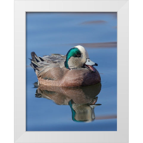 Male American Wigeon in freshwater pond-New Mexico White Modern Wood Framed Art Print by Pryor-Luzier, Maresa