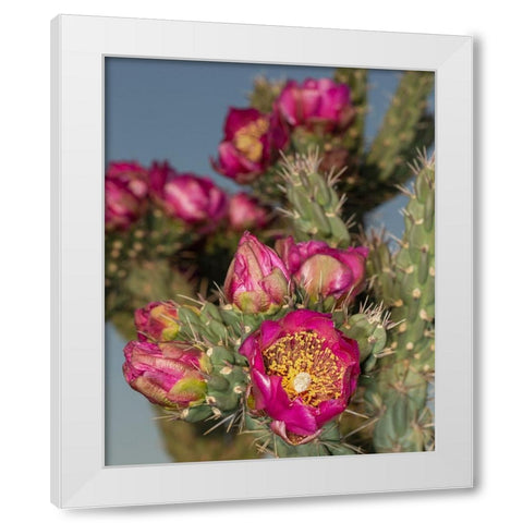 Tree cholla in bloom-high desert of Edgewood-New Mexico White Modern Wood Framed Art Print by Pryor-Luzier, Maresa