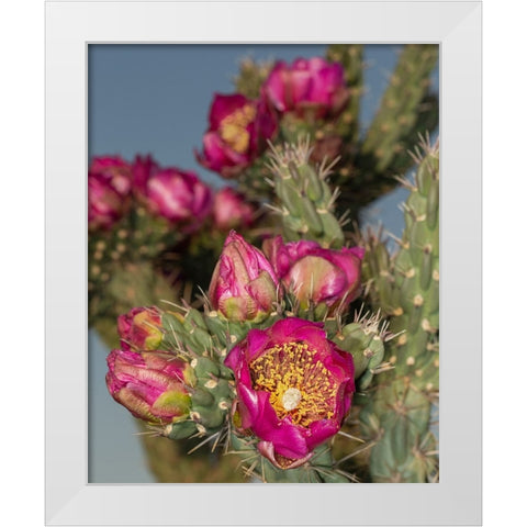 Tree cholla in bloom-high desert of Edgewood-New Mexico White Modern Wood Framed Art Print by Pryor-Luzier, Maresa