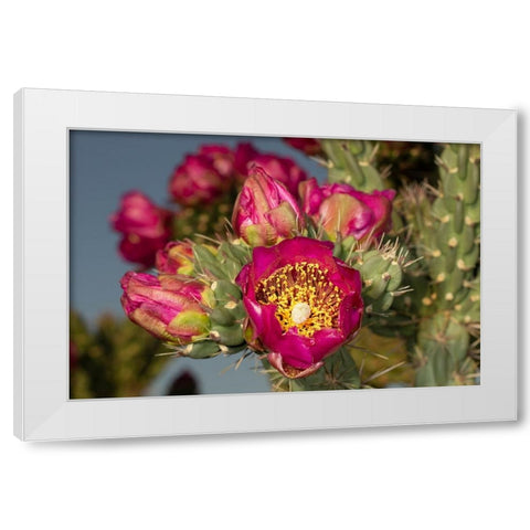 Tree cholla in bloom-high desert of Edgewood-New Mexico White Modern Wood Framed Art Print by Pryor-Luzier, Maresa