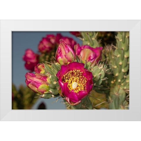 Tree cholla in bloom-high desert of Edgewood-New Mexico White Modern Wood Framed Art Print by Pryor-Luzier, Maresa