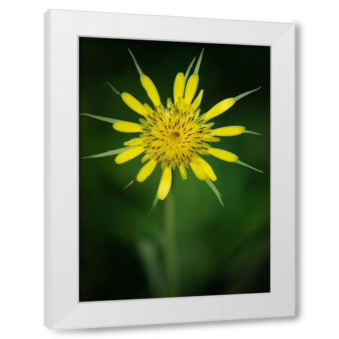 Yellow Salsify-Tragopogon dubius-Capulin Sprints Trail-Sandia Mountains-New Mexico White Modern Wood Framed Art Print by Pryor-Luzier, Maresa