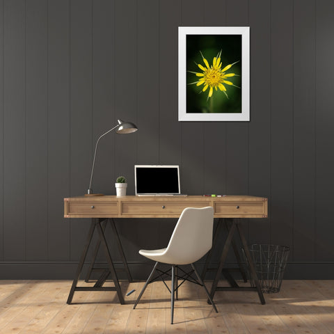 Yellow Salsify-Tragopogon dubius-Capulin Sprints Trail-Sandia Mountains-New Mexico White Modern Wood Framed Art Print by Pryor-Luzier, Maresa