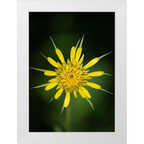 Yellow Salsify-Tragopogon dubius-Capulin Sprints Trail-Sandia Mountains-New Mexico White Modern Wood Framed Art Print by Pryor-Luzier, Maresa