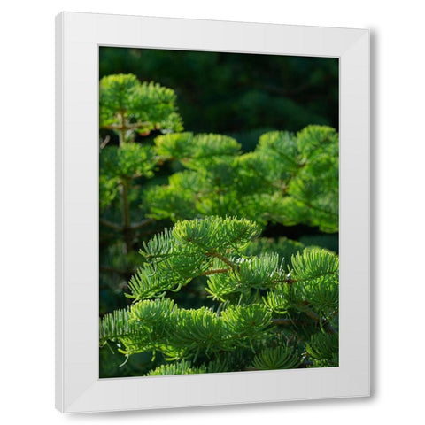 White fir needles-Abies concolor-Capulin Springs Trail-Sandia Mountains-New Mexico White Modern Wood Framed Art Print by Pryor-Luzier, Maresa