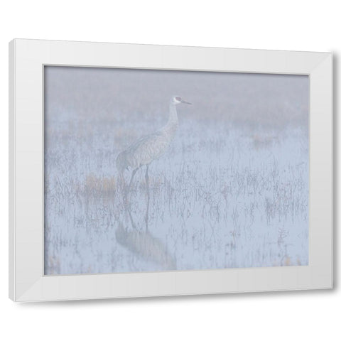 Sandhill crane-foggy morning-Bosque del Apache National Wildlife Refuge-New Mexico White Modern Wood Framed Art Print by Pryor-Luzier, Maresa
