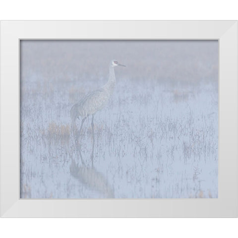 Sandhill crane-foggy morning-Bosque del Apache National Wildlife Refuge-New Mexico White Modern Wood Framed Art Print by Pryor-Luzier, Maresa