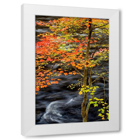 USA-New York-Adirondacks Long Lake-young maple beside the Raquette River White Modern Wood Framed Art Print by Collins, Ann