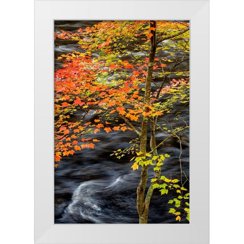 USA-New York-Adirondacks Long Lake-young maple beside the Raquette River White Modern Wood Framed Art Print by Collins, Ann