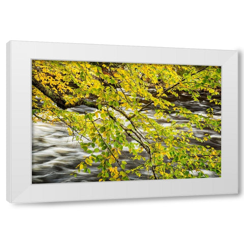 USA-New York-Adirondacks Long Lake-Raquette River flows behind autumn foliage White Modern Wood Framed Art Print by Collins, Ann