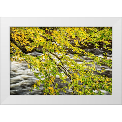 USA-New York-Adirondacks Long Lake-Raquette River flows behind autumn foliage White Modern Wood Framed Art Print by Collins, Ann