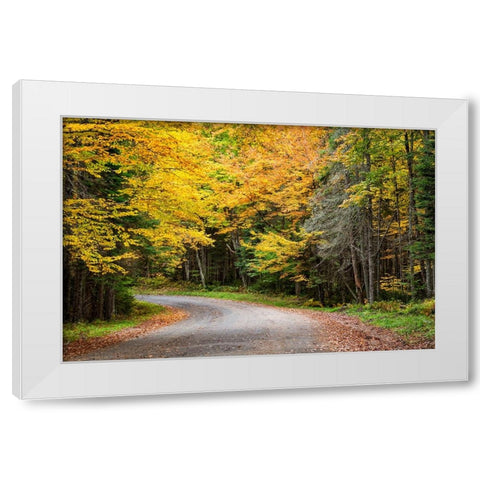 USA-New York-Adirondacks Long Lake-foliage-covered road to Forked Lake White Modern Wood Framed Art Print by Collins, Ann