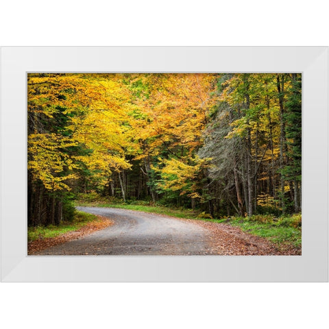 USA-New York-Adirondacks Long Lake-foliage-covered road to Forked Lake White Modern Wood Framed Art Print by Collins, Ann