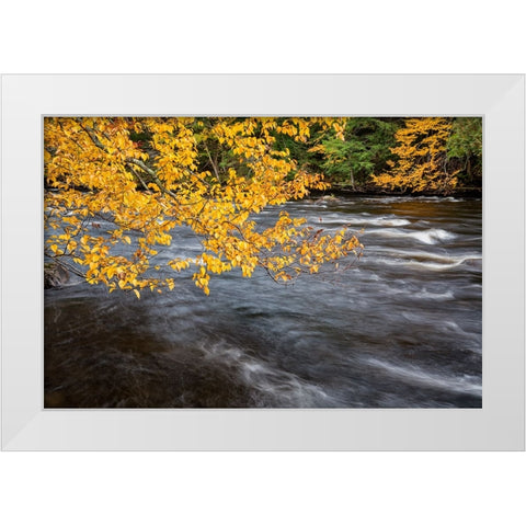 USA-New York-Adirondacks Long Lake-yellow foliage along the Raquette River at Forked Lake White Modern Wood Framed Art Print by Collins, Ann