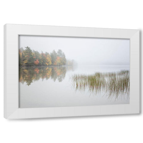 USA-New York-Adirondacks Long Lake-reeds-fog-and fall foliage at Eaton Lake White Modern Wood Framed Art Print by Collins, Ann