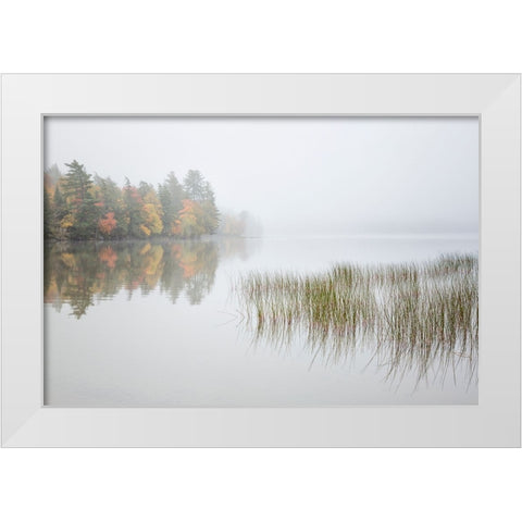USA-New York-Adirondacks Long Lake-reeds-fog-and fall foliage at Eaton Lake White Modern Wood Framed Art Print by Collins, Ann