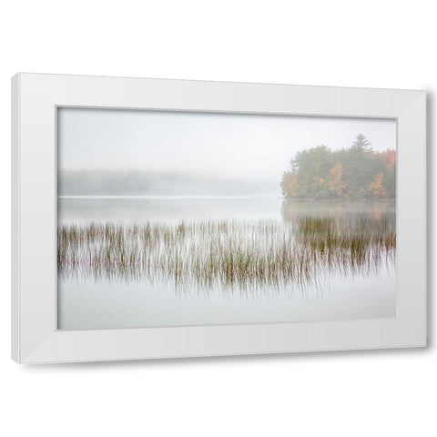USA-New York-Adirondacks Long Lake-foggy morning-reeds-and loon on Eaton Lake White Modern Wood Framed Art Print by Collins, Ann