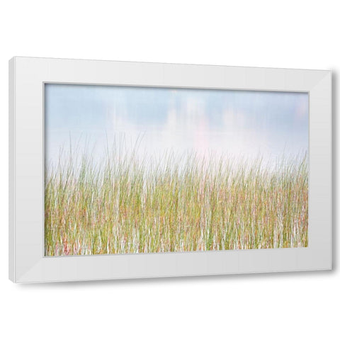 USA-New York-Adirondacks Long Lake-reeds-fog-and reflected fall color at Eaton Lake White Modern Wood Framed Art Print by Collins, Ann