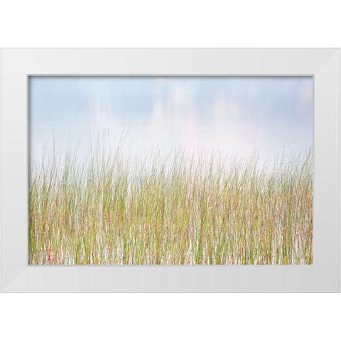 USA-New York-Adirondacks Long Lake-reeds-fog-and reflected fall color at Eaton Lake White Modern Wood Framed Art Print by Collins, Ann