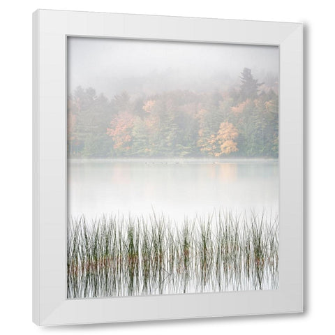 USA-New York-Adirondacks Long Lake-reeds-fog-and fall foliage at Eaton Lake White Modern Wood Framed Art Print by Collins, Ann