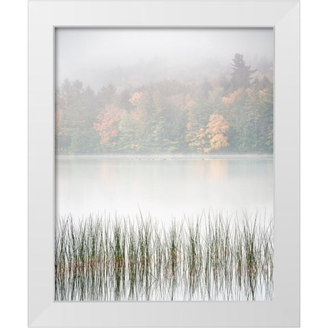 USA-New York-Adirondacks Long Lake-reeds-fog-and fall foliage at Eaton Lake White Modern Wood Framed Art Print by Collins, Ann