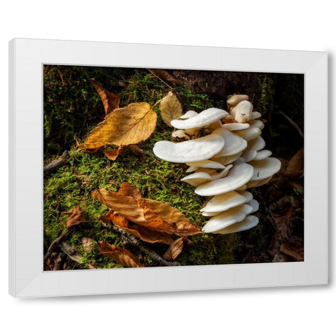 USA-New York-Adirondacks Long Lake-fungi growing at base of tree next to Forked Lake White Modern Wood Framed Art Print by Collins, Ann