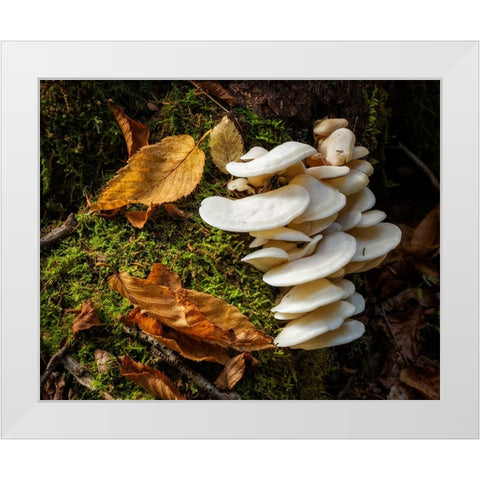 USA-New York-Adirondacks Long Lake-fungi growing at base of tree next to Forked Lake White Modern Wood Framed Art Print by Collins, Ann